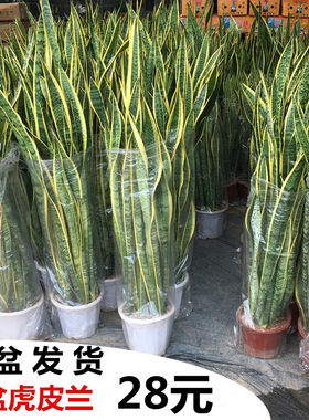 虎皮兰金边虎尾兰吸甲醛净化空气