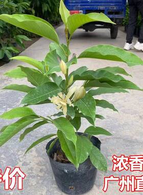 带花苞庭院绿化浓香味白玉兰花