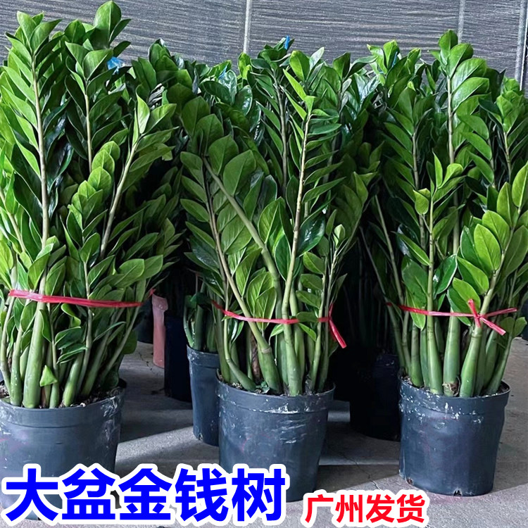 金钱树盆栽绿植净化空气除甲醛