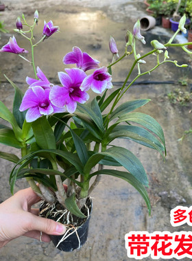 石斛兰花盆栽带花卉室内办公桌净化空气夏季开花绿植蝴蝶兰秋石斛