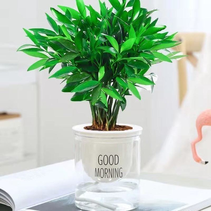 竹柏盆栽室内驱蚊植物平安竹清香绿植驱虫净化空气好养长寿竹树苗