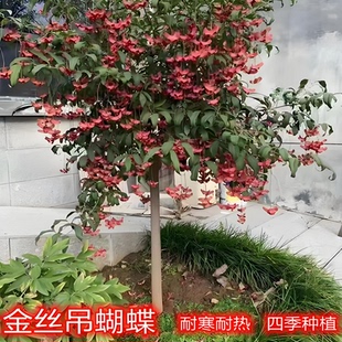 金丝吊蝴蝶树苗卫矛原生金线吊蝴蝶盆栽地栽花卉绿植开花庭院盆景