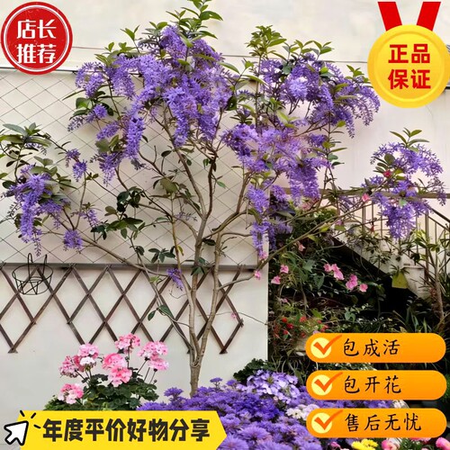 泰国大叶蓝花藤许愿藤阳台庭院网红紫色开花爬藤兰花藤花园露台