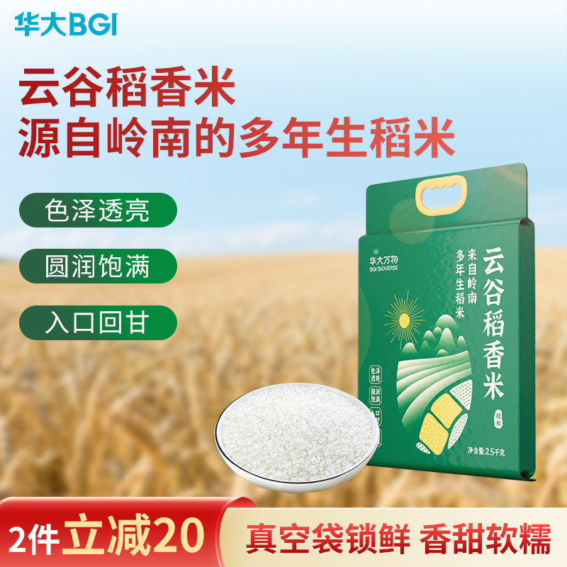华大万物多年生云谷稻香米