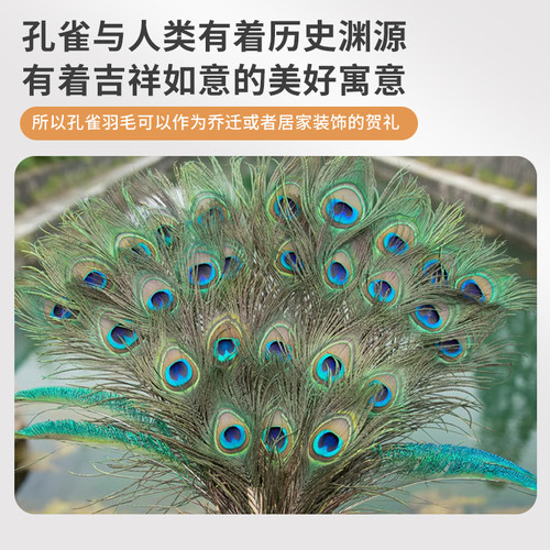 羽毛装饰配件中式客厅孔雀羽毛
