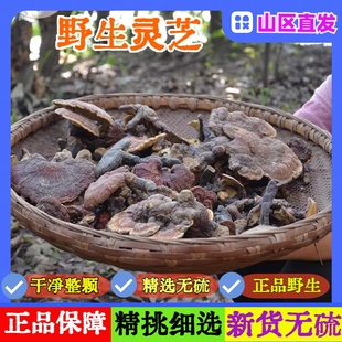 桑黄西藏野生桑树桑黄正品正宗长白山金边紫灵赤芝切片云南500克