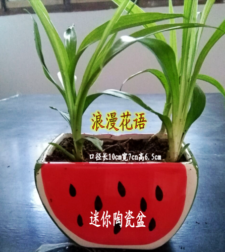新年新房装饰盆栽苗 吉祥草盆栽植物地栽绿植又名小叶万年青