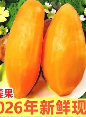 新鲜现挖!雪莲果甜脆多汁