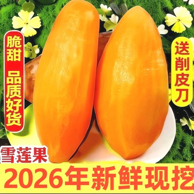 新鲜现挖!雪莲果甜脆多汁