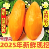 现货 今年新果精品云南天山雪莲果新鲜水果9斤当季 黄心级雪连果