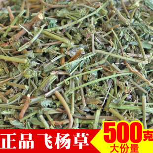 正品广西飞杨草野生 大飞扬草大乳汁草节节花
