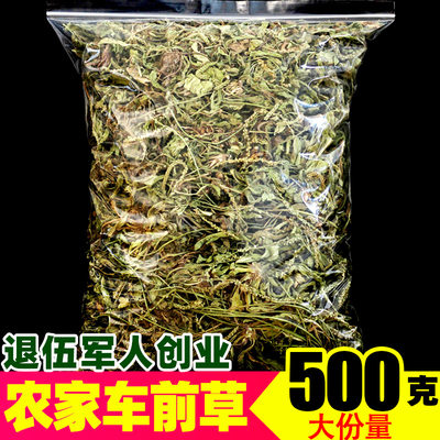 野生车前草新鲜中药材