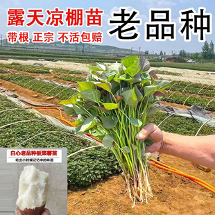 山东老品种红薯秧苗小时候的回忆红皮白心地瓜苗山芋苗