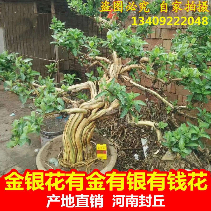 大型金银花盆栽老桩耐寒庭院植物