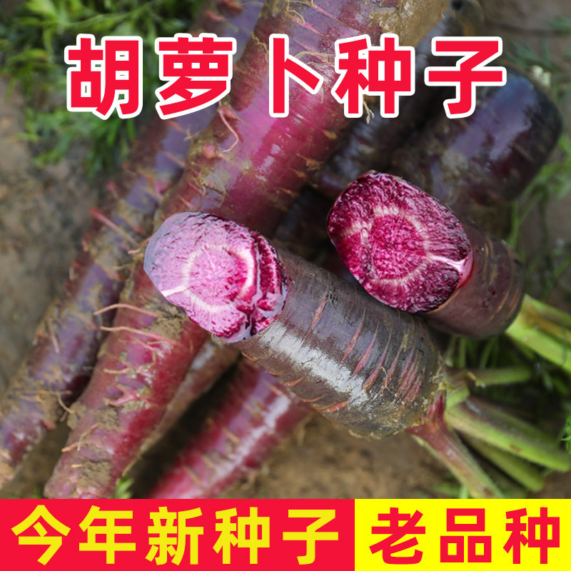 胡萝卜种子大全紫色萝卜种籽秋季籽种水果紫罗卜老品种夏季菜种孑