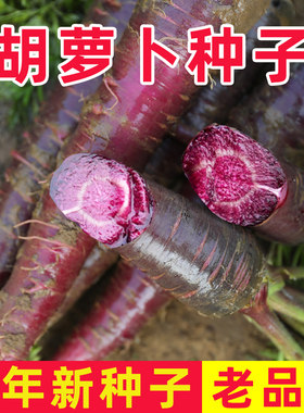 四季胡萝卜种子老品种