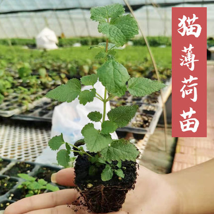 盆栽猫薄荷种子籽苗可食用幼苗猫草留兰香柠檬胡椒四季草种孑子种