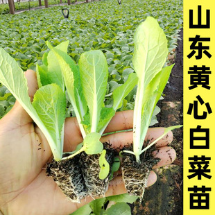 白菜苗秋冬季秧苗四季黄心种子大全蔬菜种籽南方适合秋天种的菜苗