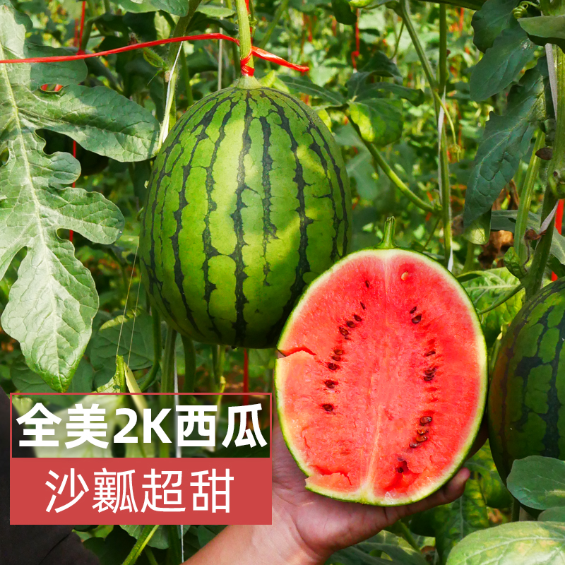 全美2k西瓜种子薄皮沙瓤礼品小西瓜种籽阳台秧苗四季盆栽苗秧孑