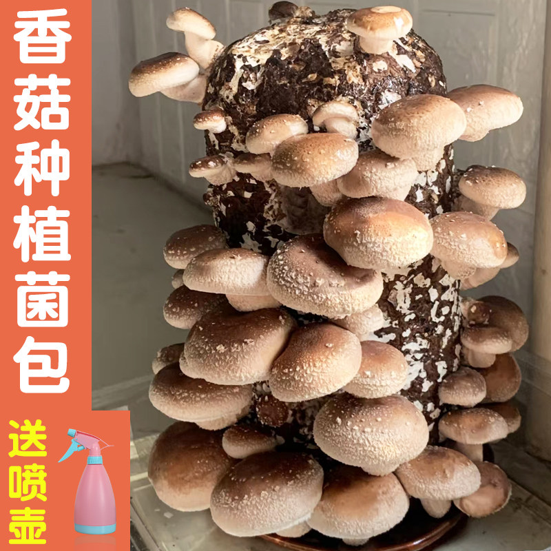 香菇菌种蘑菇种植菌包图片