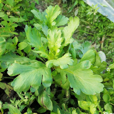 大叶茼蒿种子秋冬季蔬菜种籽