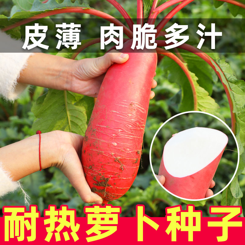 耐热萝卜种子夏季菜种耐高温蔬菜种籽高产适合夏天种的罗卜秋季