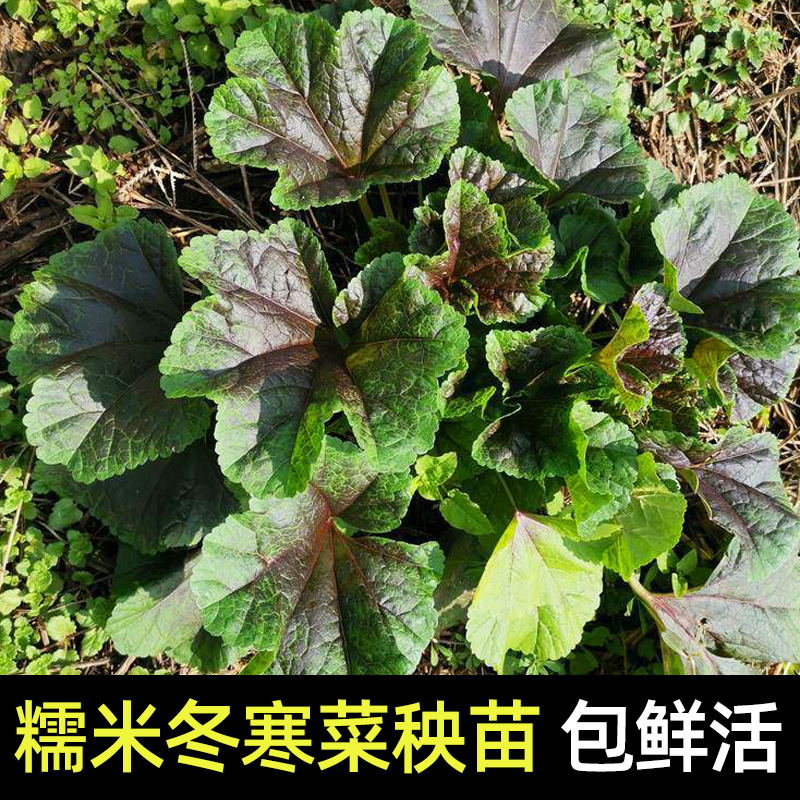 糯米冬寒菜秧苗秋播种子