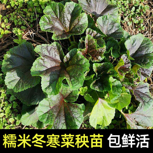 糯米冬寒菜四季种子苗冬季菜苗四川蔬菜种籽秧苗大全菜种南方种孑