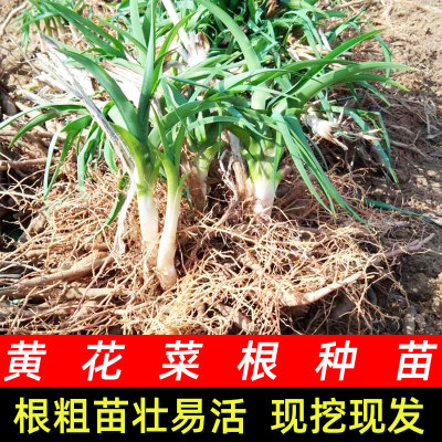 可食用黄花菜种苗四季蔬菜