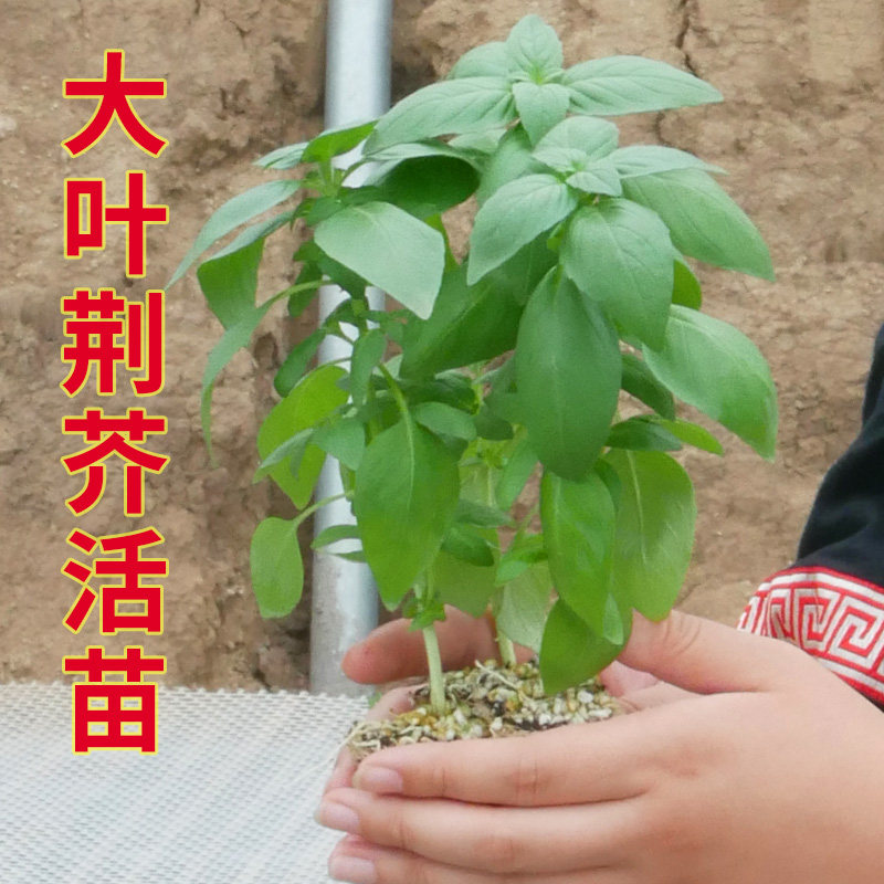 大叶荆芥种籽苗秧带土活苗盆栽幼苗大叶种子夏季菜苗河南老品种