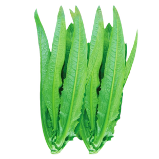 油麦菜种子四季籽种农家蔬菜孑大全适合冬天种的菜秋播菜种冬季