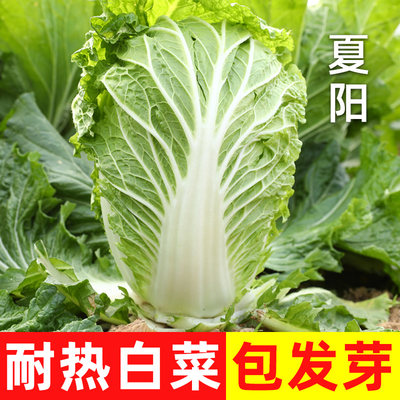 耐热白菜种子夏季蔬菜