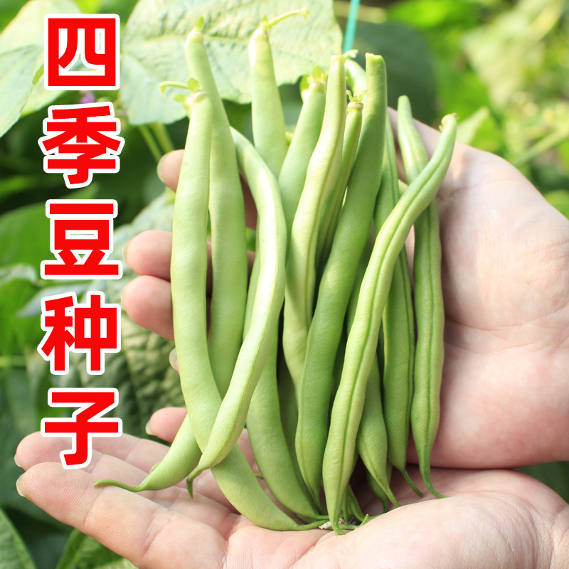 无架四季豆种子苗秧苗