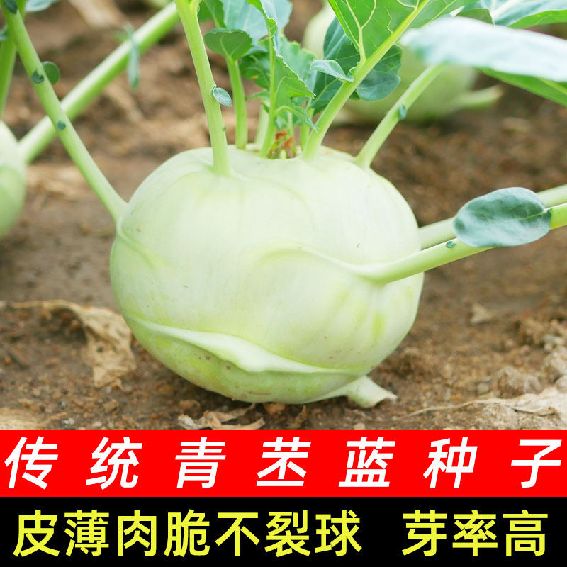 青苤蓝种子疙瘩四季蔬菜种籽南方夏季菜种丕蓝种孑农家高端春季