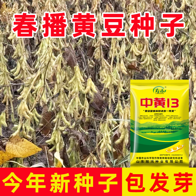 黄豆种子大粒高产大豆图片