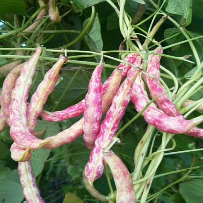 东北黄金勾红金钩豆角子架豆种子高产油豆角种籽沟扁豆秋季蔬菜孑