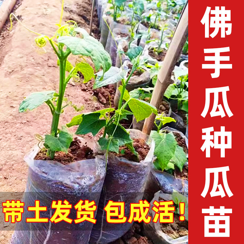 佛手瓜种子种瓜苗秧苗带芽老瓜夏季带土种苗高产蔬菜种籽孑农家