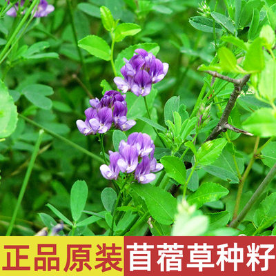 四季紫花苜蓿草种子耐寒耐旱