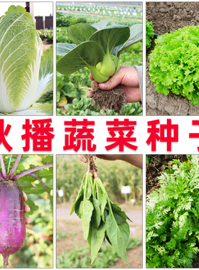 秋冬季白菜秋播各种蔬菜种籽适合冬天种的菜籽种大全四季种子冬季