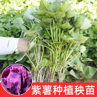 高产紫薯秧苗地瓜苗板栗小番薯秧子种植苗山东苗秧老品种红心种籽