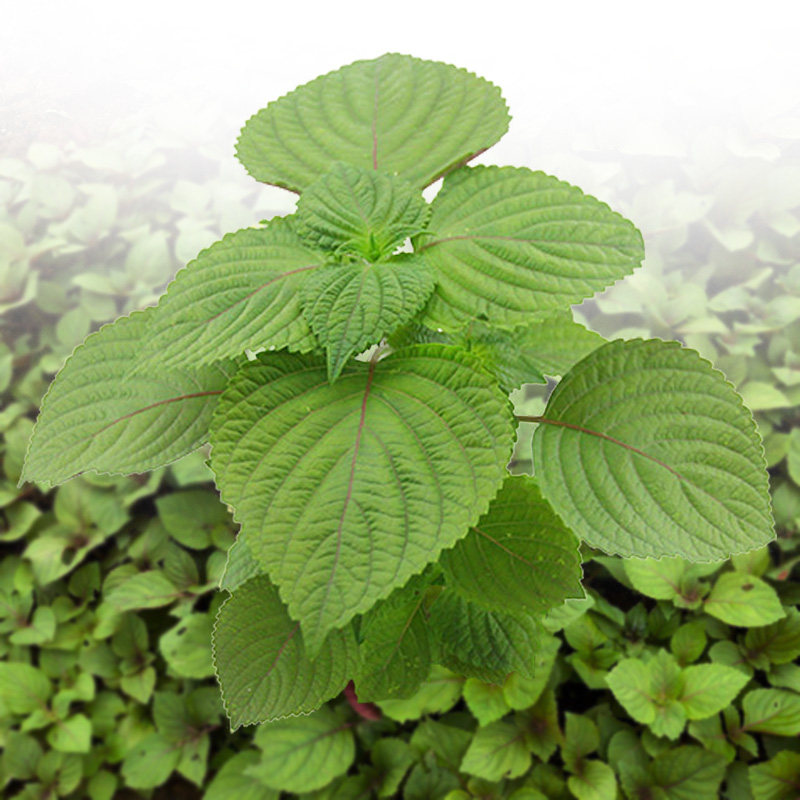 紫苏子种籽孑苗盆栽可食用苏子叶籽紫苏种秋季种子蔬菜农家菜种