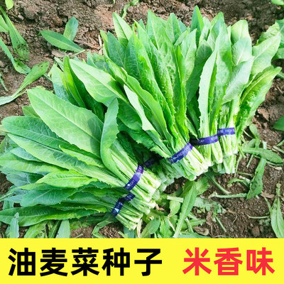 四季油麦菜家庭蔬菜种子