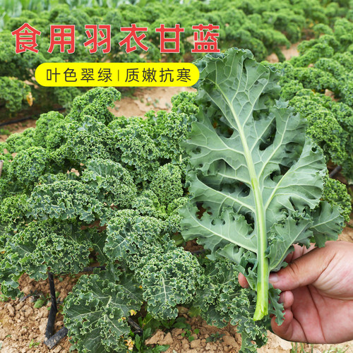 食用皱叶羽衣甘蓝种子