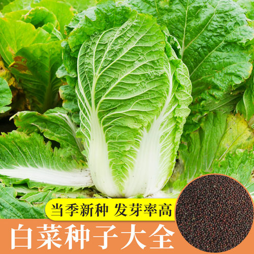 正宗山东胶州大白菜种子种籽孑子菜种冬季籽种适合冬天种的蔬菜 - 封面
