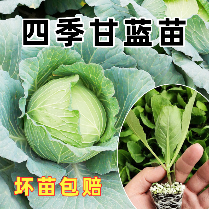 甘蓝秧苗四季蔬菜种籽