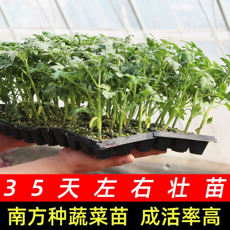 广东菜苗南方种冬季秧苗