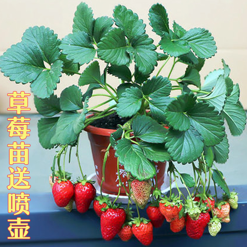 盆栽草莓苗四季成活率高