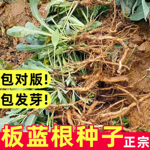 正宗板蓝根种子可食用药材种籽大全四季根苗大青叶种植苗春季青菜
