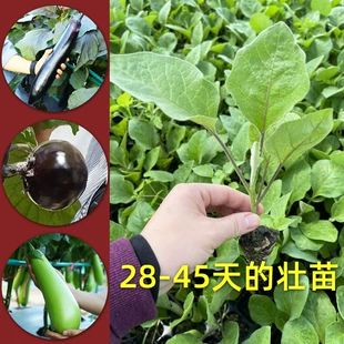 茄子苗秧苗绿长茄种子南方圆茄阳台嫁接菜苗杭茄春季 蔬菜大全 四季