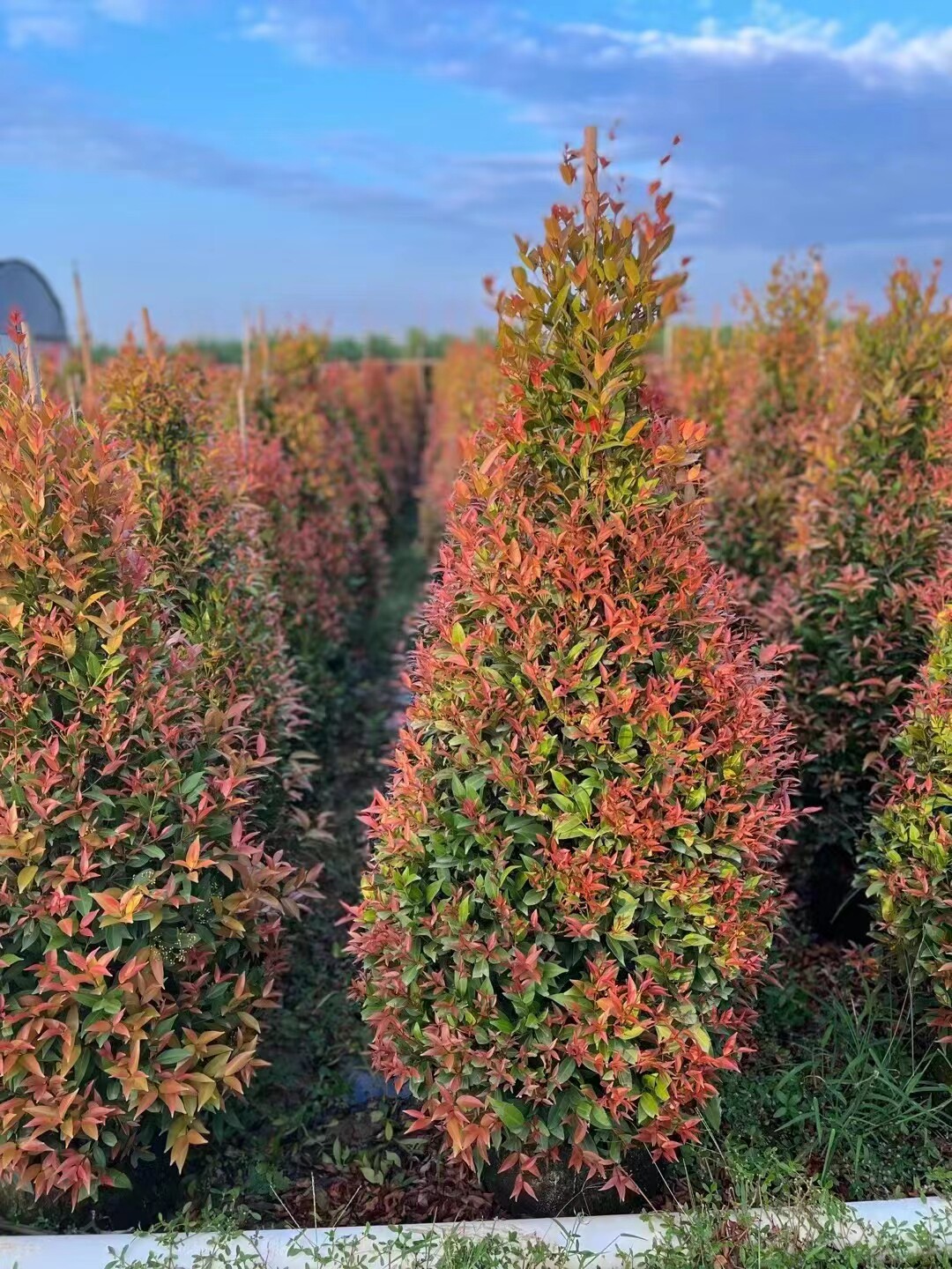 红车树苗木绿化墙绿篱墙植物基地直销绿植庭院度假村名宿楼顶阳台